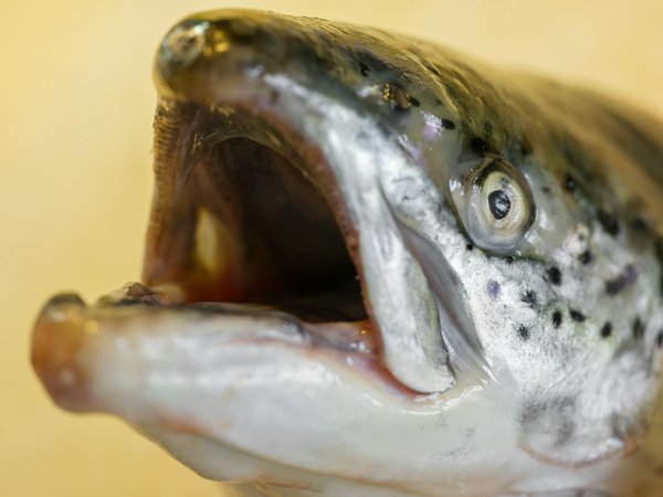 Découvrez les meilleurs produits à base de chanvre à essayer